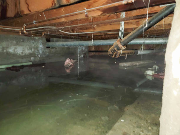Best Professional water damage repair  in Stuarts Draft, VA
